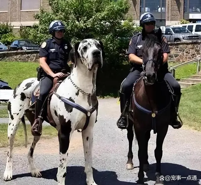 巨型犬日常家庭护理_巨型犬家庭日常_巨型犬宠物狗